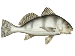 Black Drum